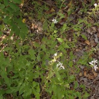 Plumbago zeylanica L.